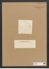Cystopleura musculus var. constricta (Breb.) V.H. (de-Toni-Nr.: Genus 103, Species 3128) Zeichnungen Sammlung Grunow Nr. 6409 (NHMW-BOT-W0375085)